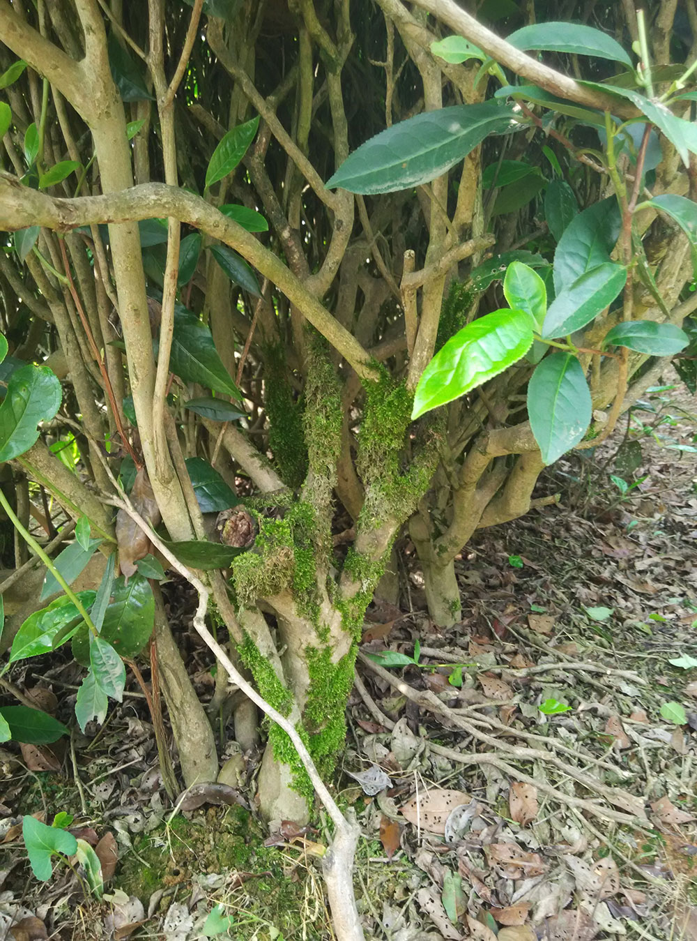 苔藓