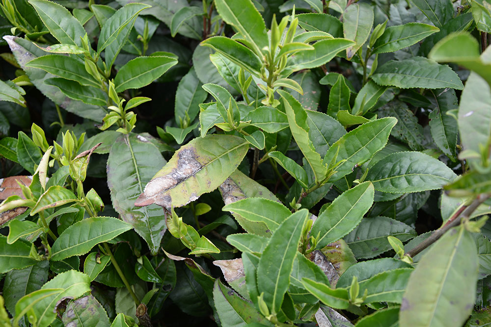 茶炭疽病