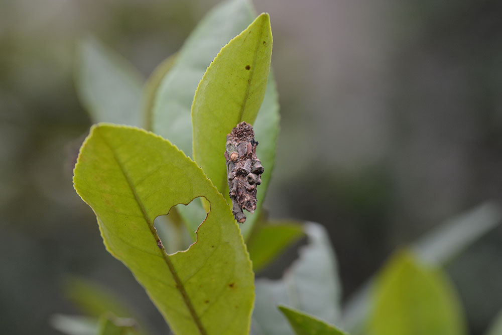 茶蓑蛾:护囊
