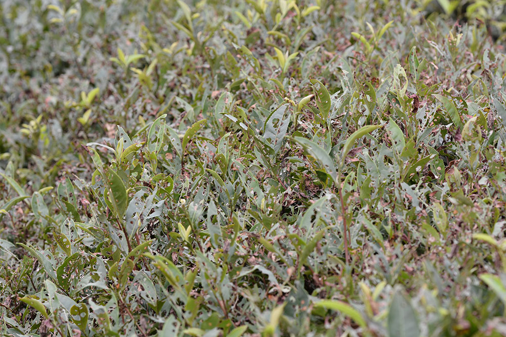 茶蓑蛾为害茶叶状