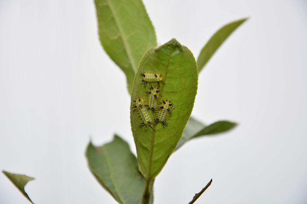 茶刺蛾:低龄幼虫