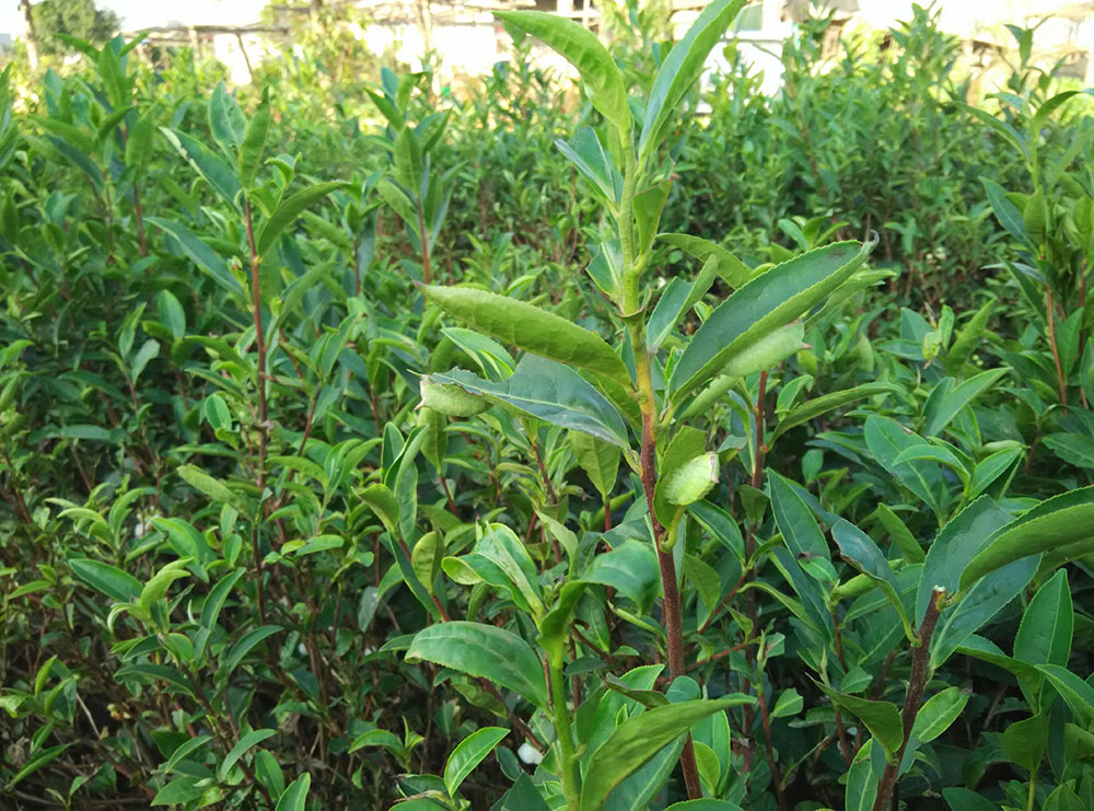 茶刺蛾:老龄幼虫