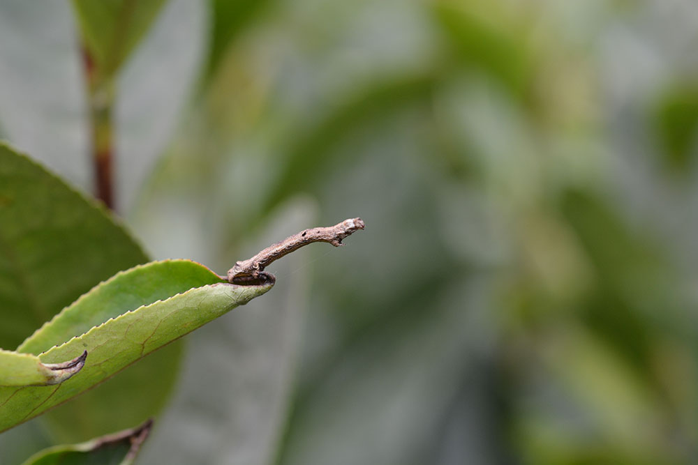 灰茶尺蠖