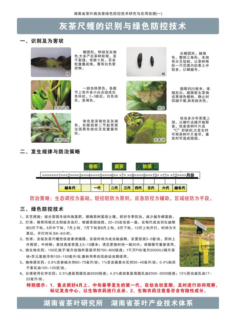 1灰茶尺蠖的识别与绿色防控技术_1.jpg