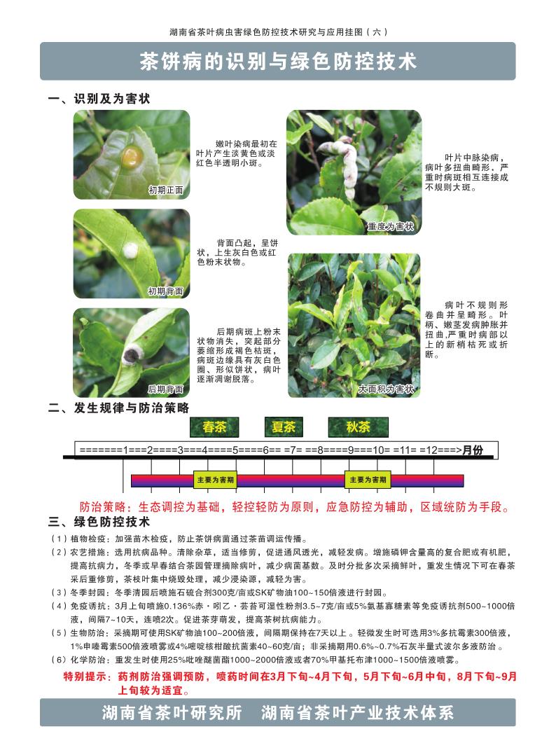 茶饼病的识别与绿色防控技术
