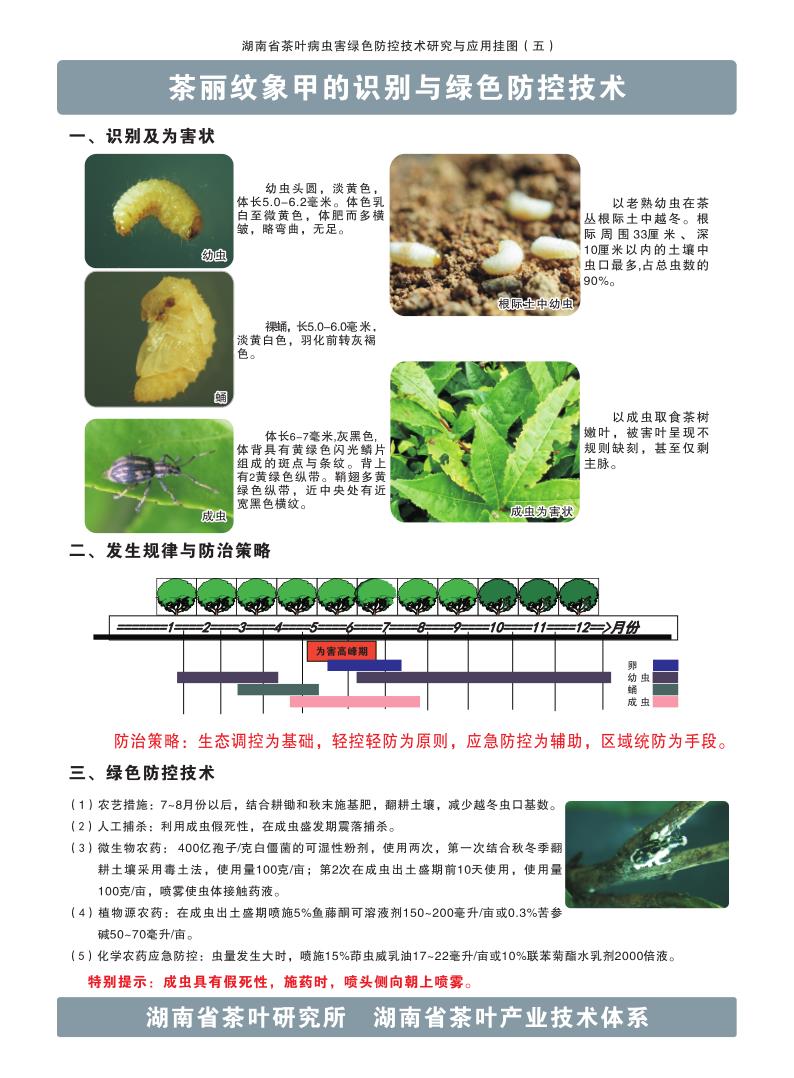 5茶丽纹象甲的识别与绿色防控技术_1.jpg