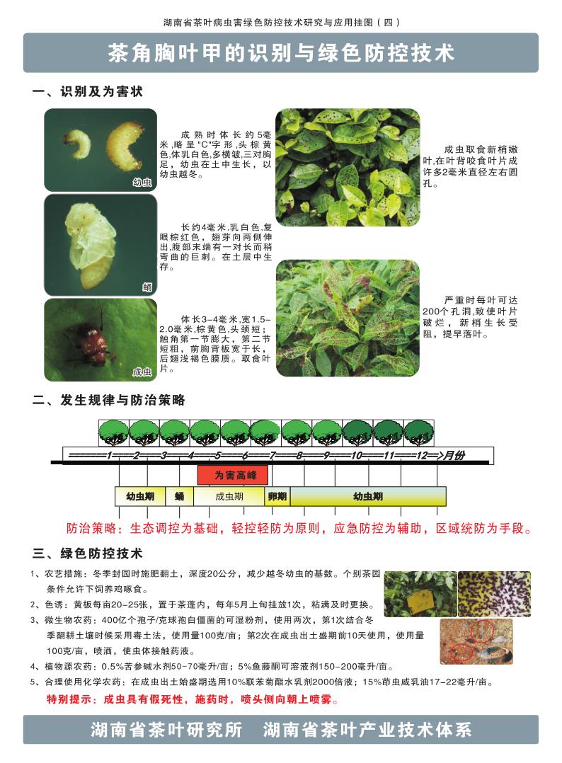 4茶角胸叶甲的识别与绿色防控技术_1.jpg