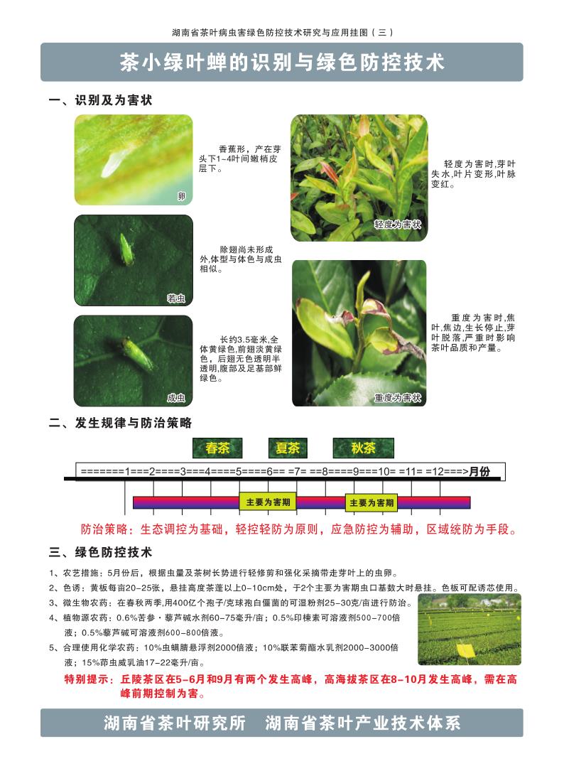 3茶小绿叶蝉的识别与绿色防控技术_1.jpg