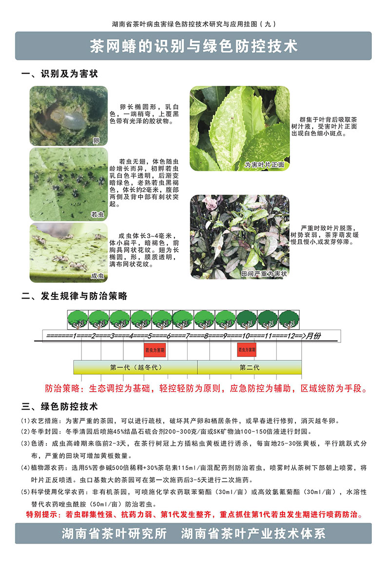 9茶网蝽的识别与绿色防控技术_1.jpg