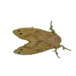 茶毛虫