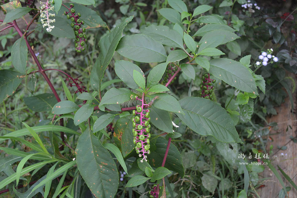 美洲商陆生长于柑橘园边状