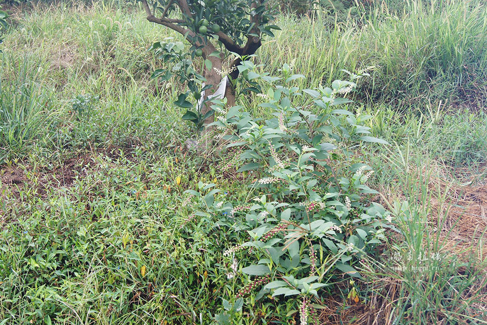 美洲商陆生长于柑橘园状