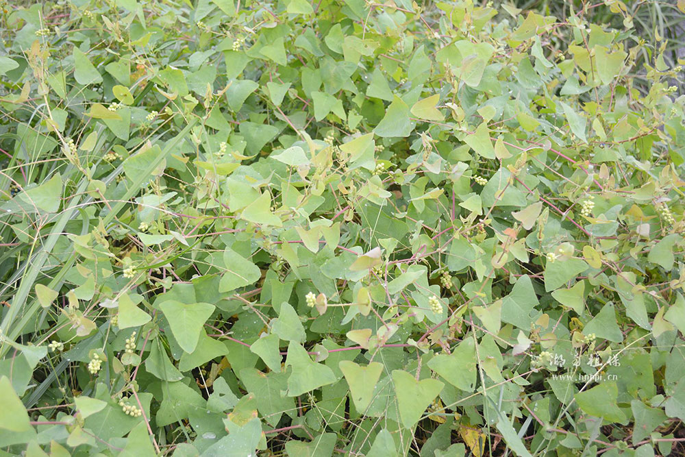 扛板归作物地边生长状